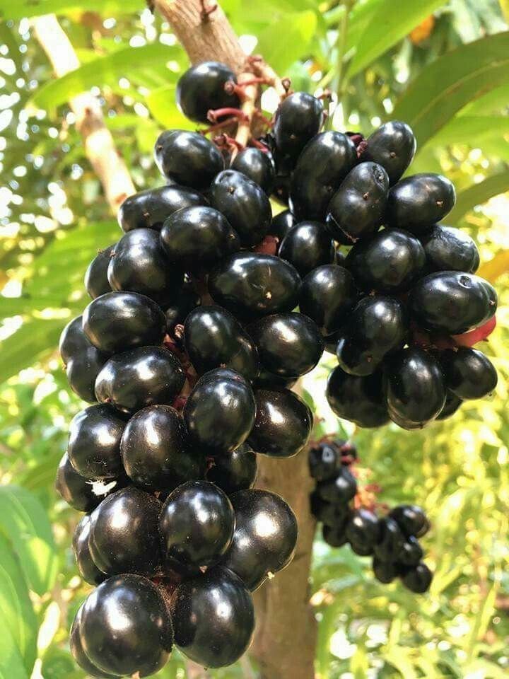 Black Jamun Seedless